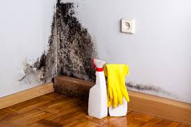 Best Black Mold Removal  in Edmonton, KY